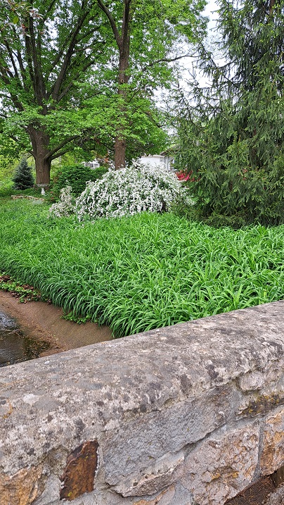 bridlewreath spirea.jpg